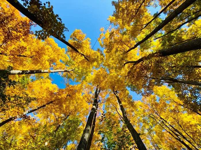 Golden autumn canopy over Pearl Lake seen looking upward through the trees
