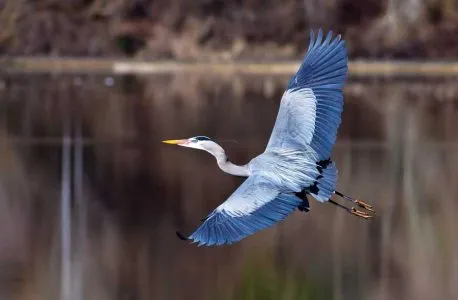A great blue heron in flight low over the water of Pearl Lake