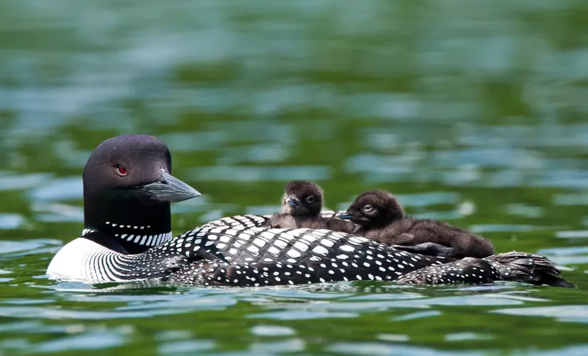 A common loon with two chicks on Pearl Lake